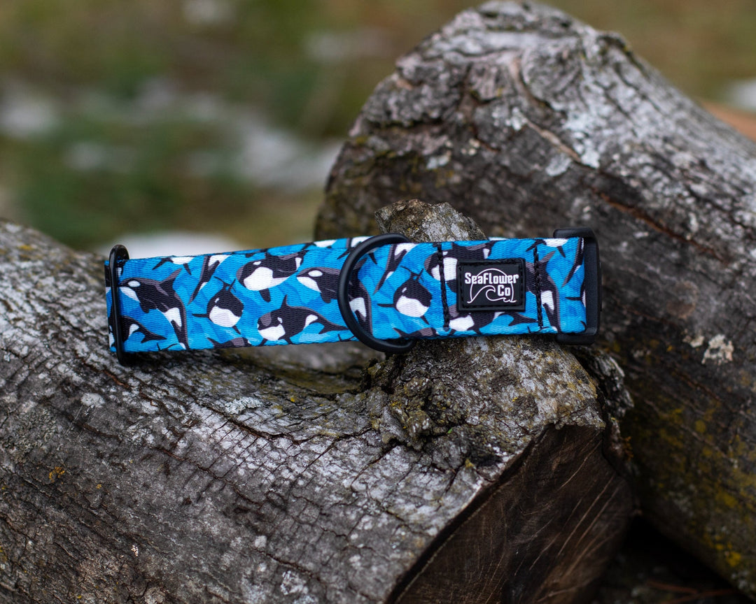 Orca Dog Collar | Stylish & Durable Ocean Pet Gear