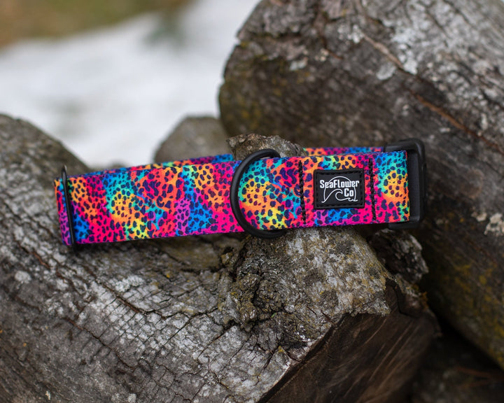Rainbow Leopard Dog Collar | Unique Dog Gear