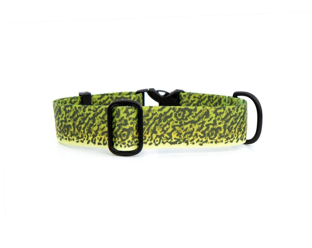 Green Moray Eel Dog Collar | SeaFlower Co