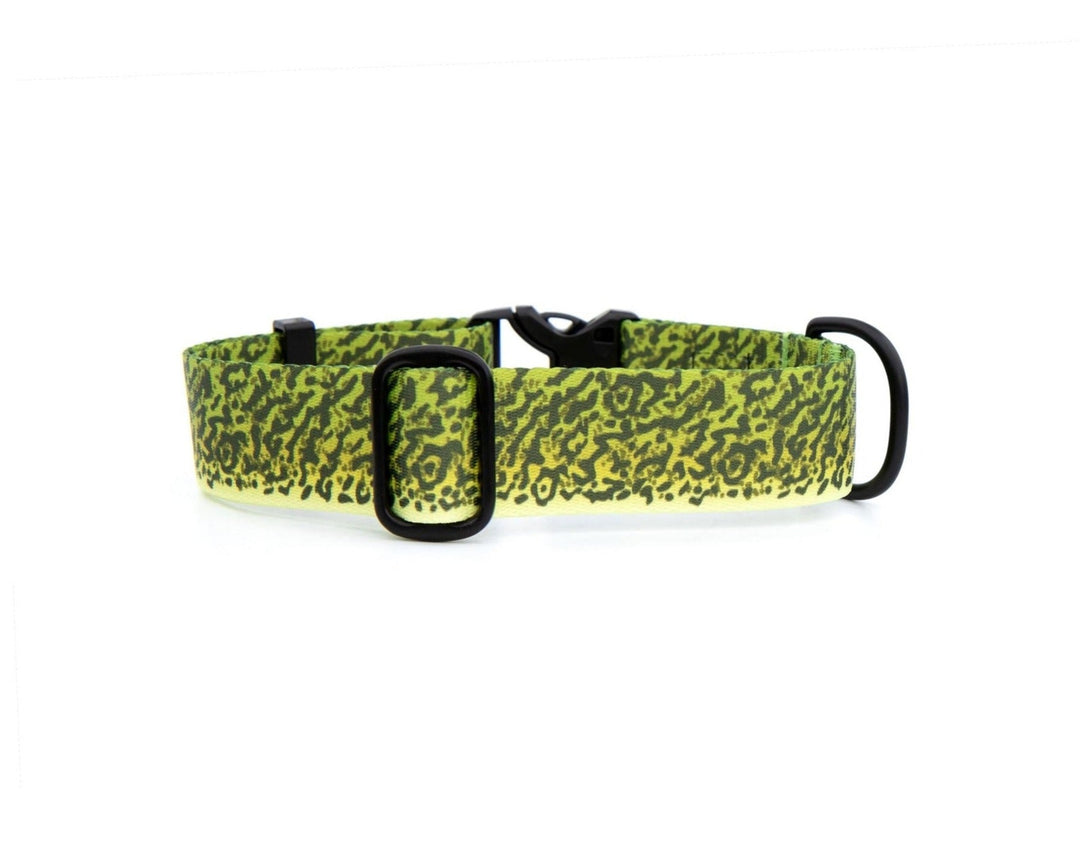 Green Moray Eel Dog Collar | SeaFlower Co