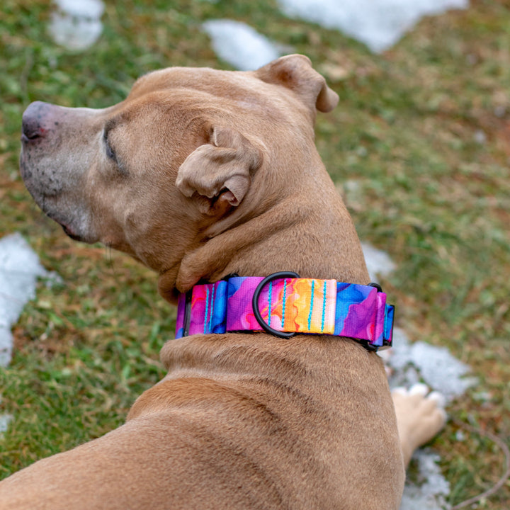 Vibrant Rainbow Dog Collar | SeaFlower Co