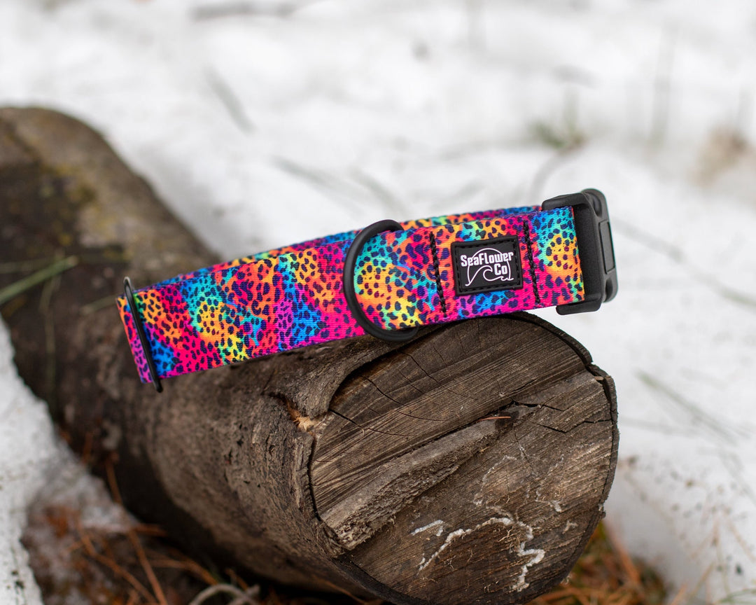 Rainbow Leopard Dog Collar | Unique Dog Gear