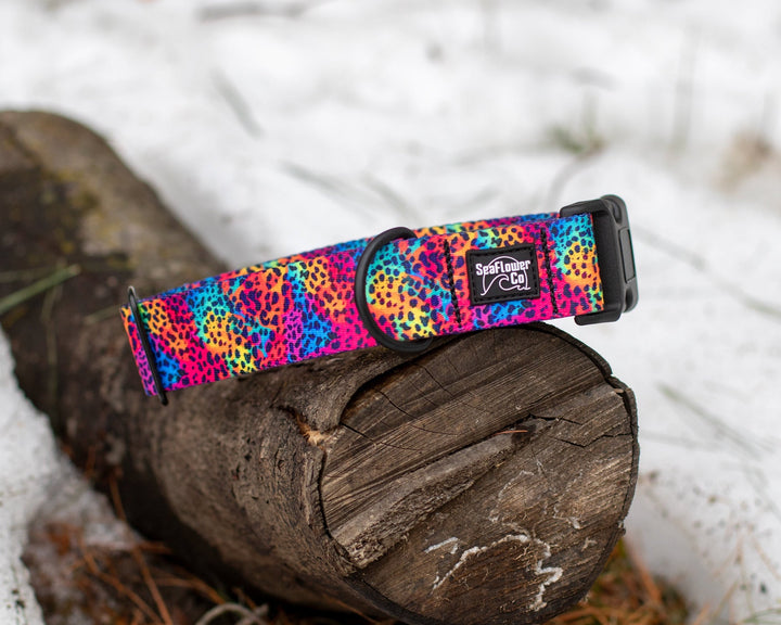 Rainbow Leopard Dog Collar | Unique Dog Gear