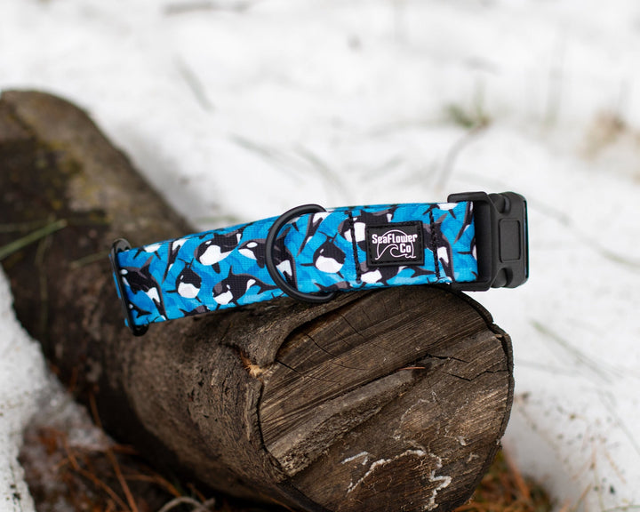 Orca Dog Collar | Stylish & Durable Ocean Pet Gear