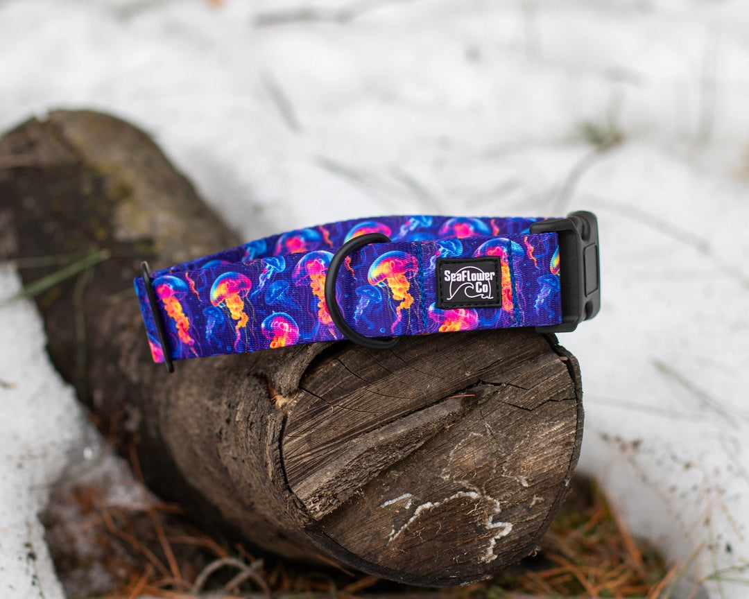 Neon Jellyfish Dog Collar | Ocean Pet Gear