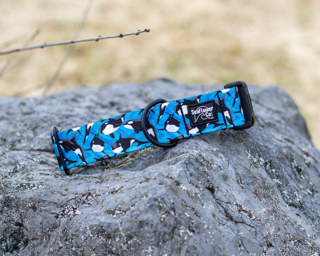 Orca Dog Collar | Stylish & Durable Ocean Pet Gear