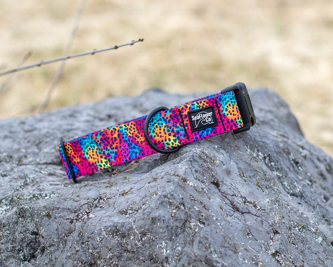 Rainbow Leopard Dog Collar | Unique Dog Gear