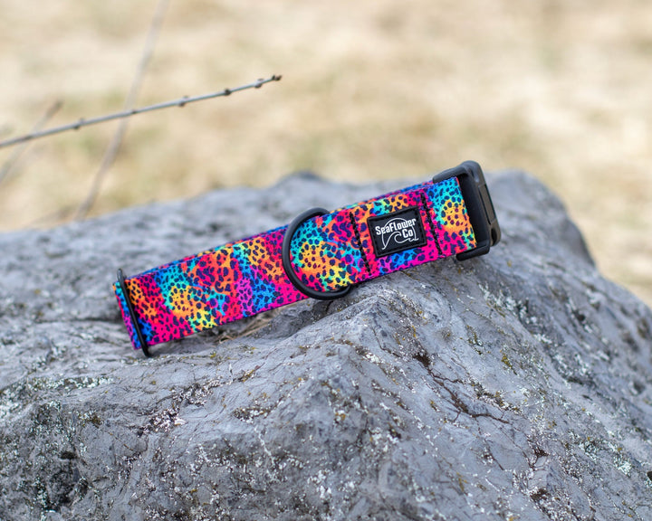 Rainbow Leopard Dog Collar | Unique Dog Gear