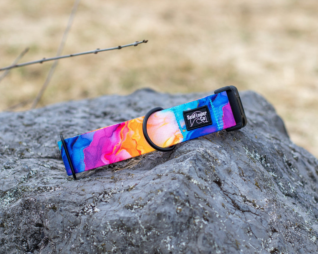 Vibrant Rainbow Dog Collar | SeaFlower Co