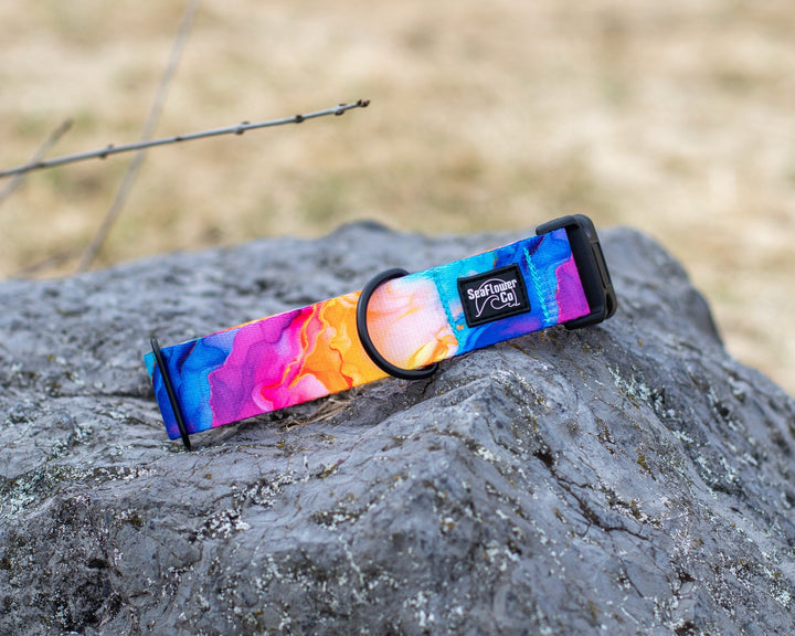Vibrant Rainbow Dog Collar | SeaFlower Co