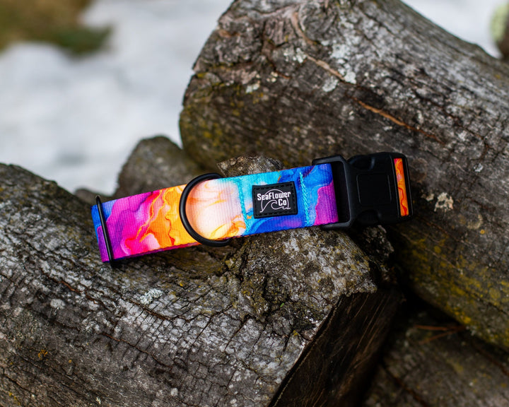 Vibrant Rainbow Dog Collar | SeaFlower Co