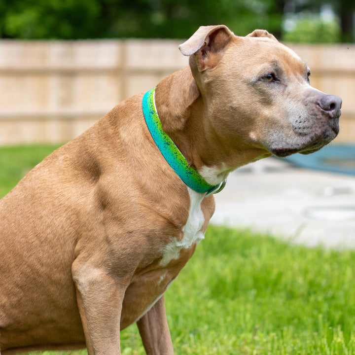 Mahi BioThane Dog Collar | Waterproof Dog Gear