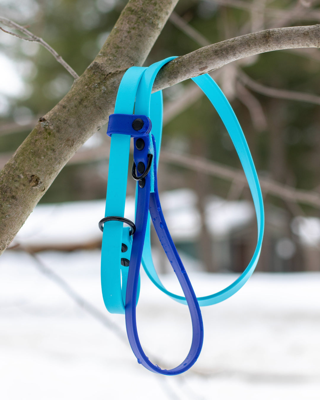 Two blue dog collars hanging on a tree branch with a snowy background