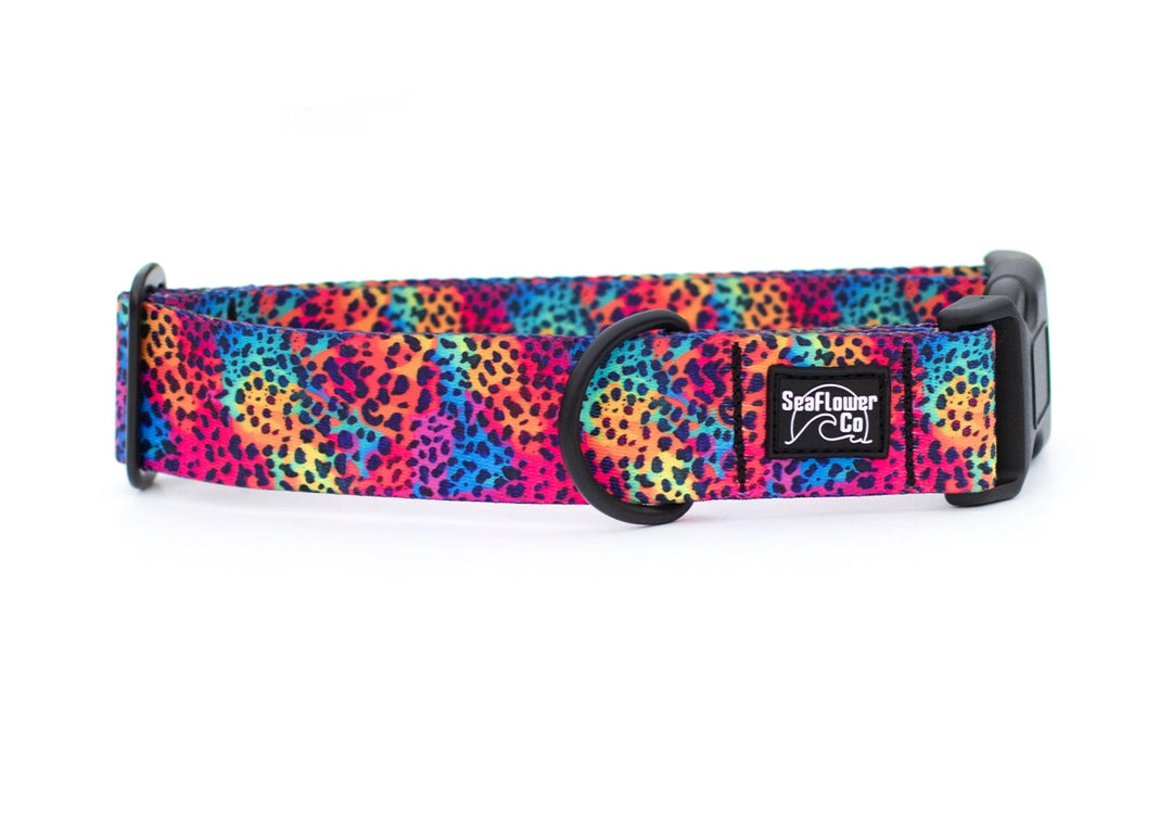 Rainbow Leopard Dog Collar | Unique Dog Gear