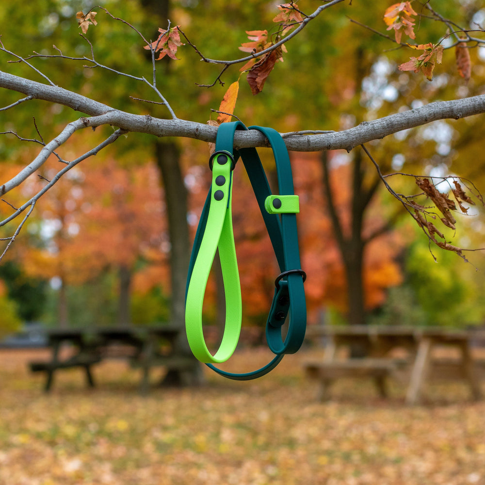 Green and blue dog leash hanging on a tree branch with autumn leaves in the background