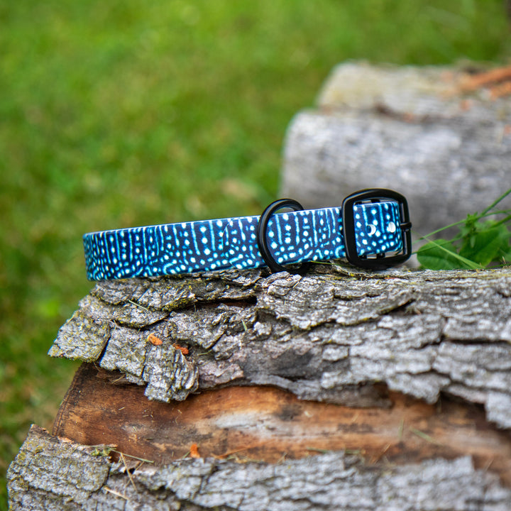 Whale Shark BioThane® Dog Collar | Waterproof Pet Gear