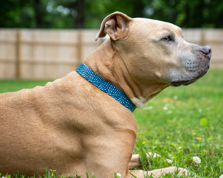 Whale Shark BioThane® Dog Collar | Waterproof Pet Gear