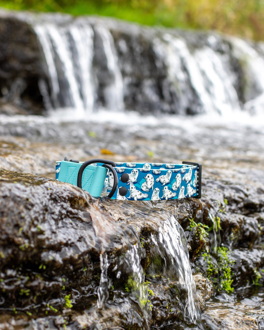 Cute Seals 1.5" Biothane Limited Slip Collar | SeaFlower Co