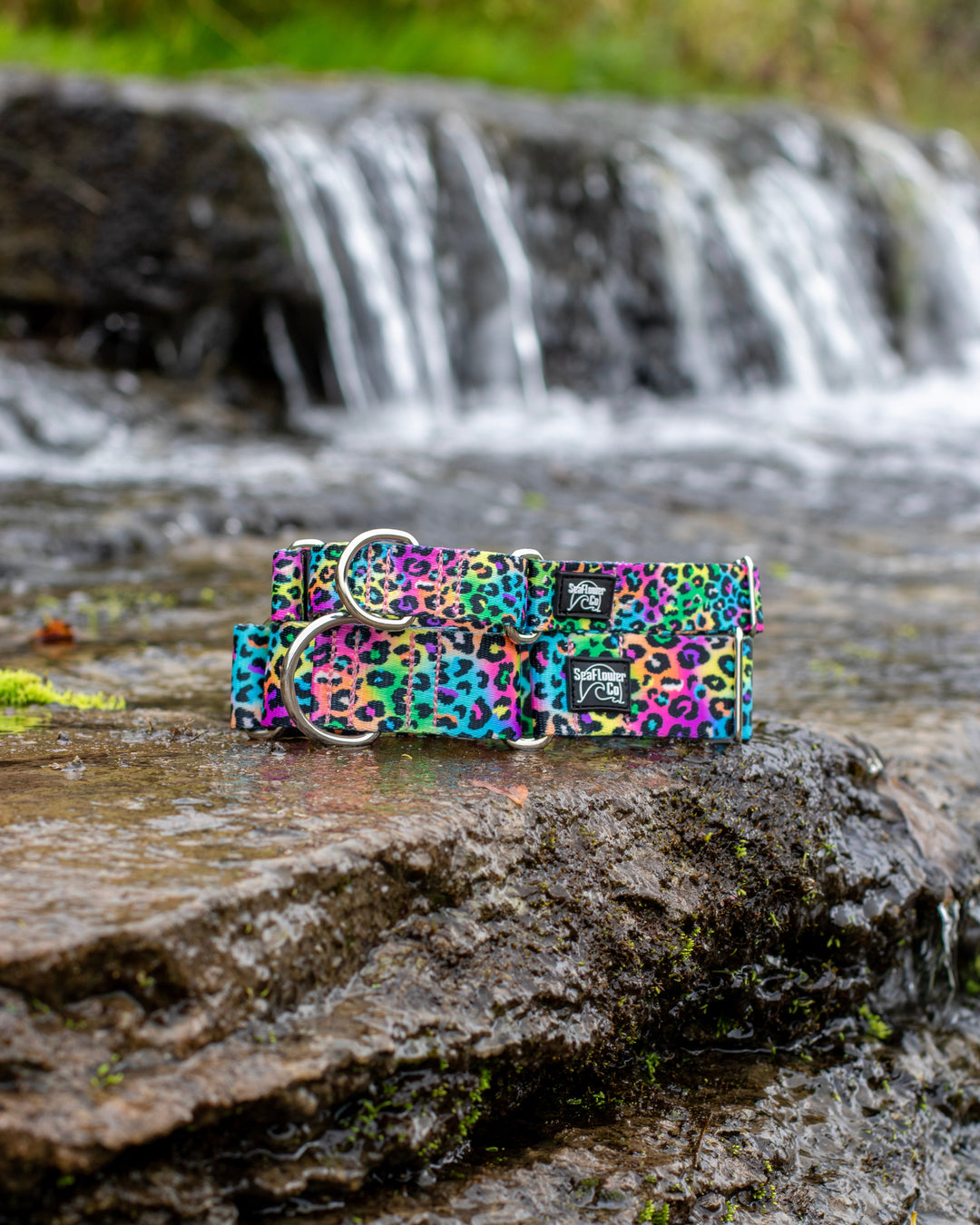 Colorful leopard print dog collar on a rock with a waterfall in the background