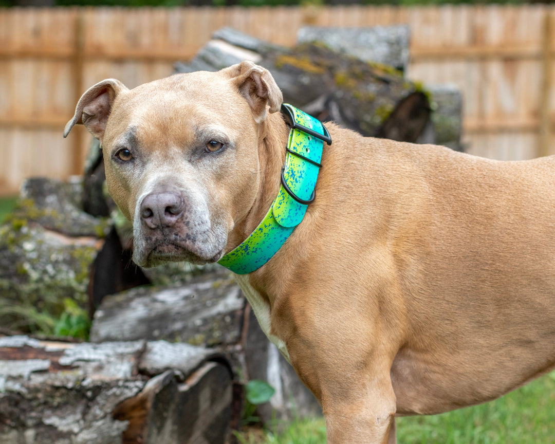 1.5" UV Printed Mahi BioThane Collar | SeaFlower Co
