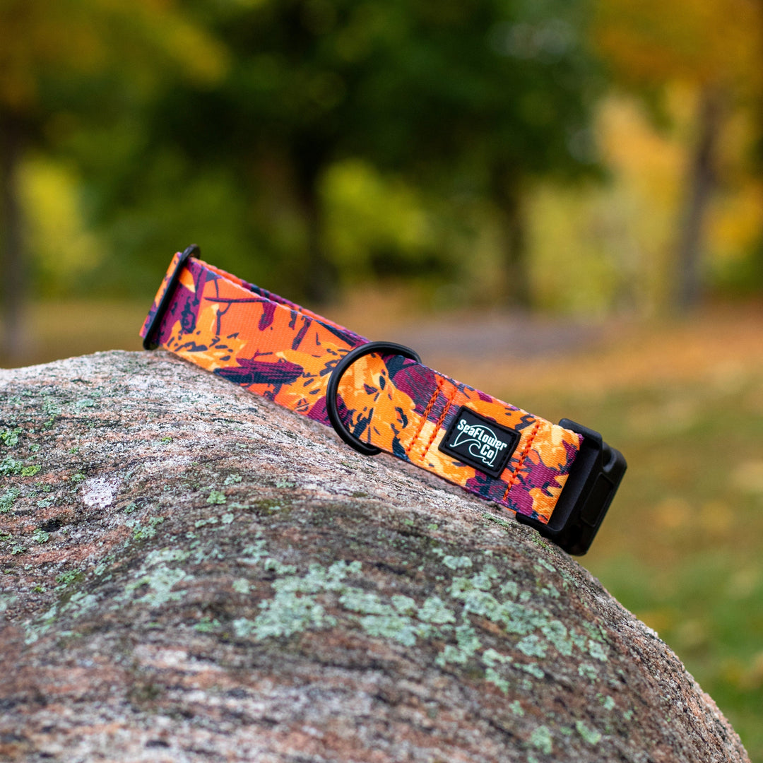 Dog collar with a colorful pattern on a rock outdoors