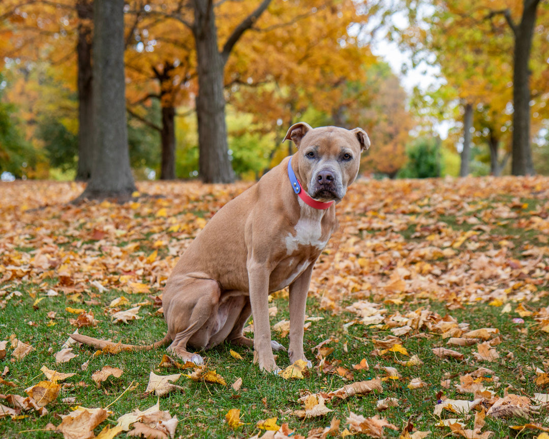 Dog sitting on a grassy area with fallen leaves and trees with autumn foliage in the background