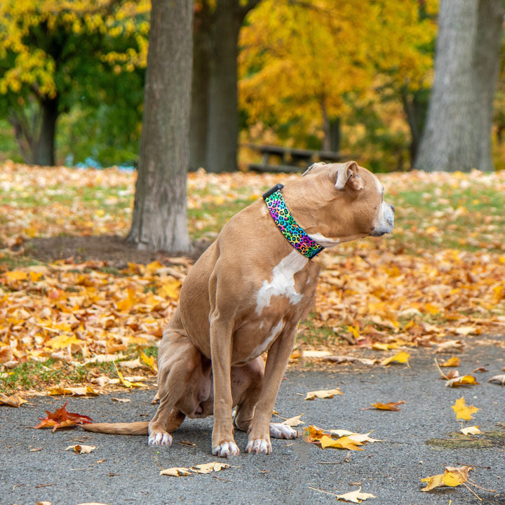 Dog sitting on a path with autumn leaves and trees in the background