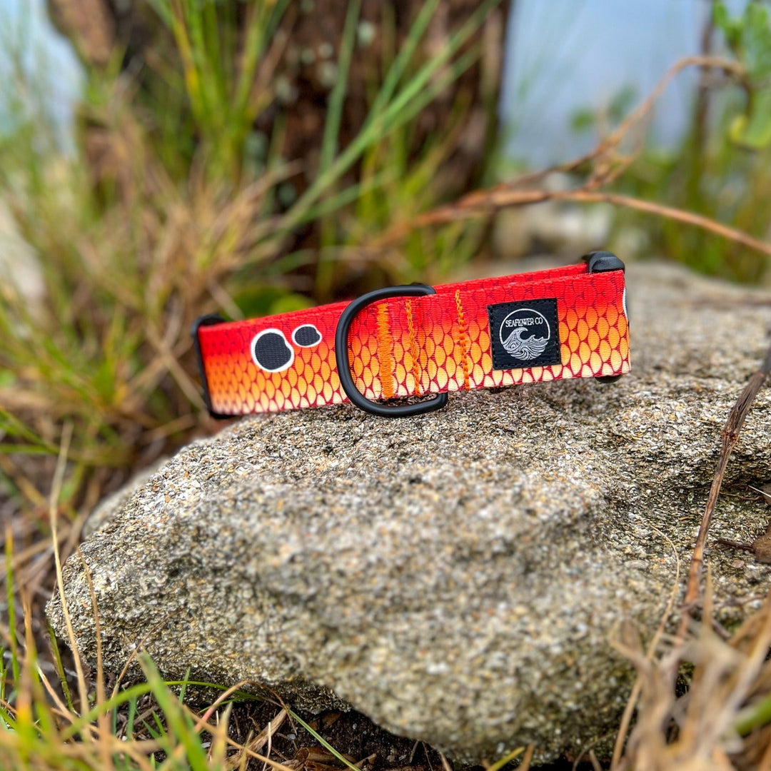 Redfish Scales Dog Collar | SeaFlower Co