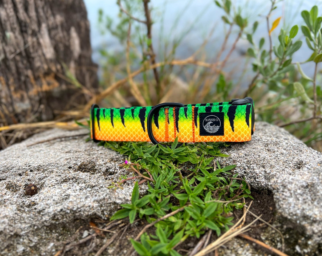 Fire Tiger Dog Collar | SeaFlower Co