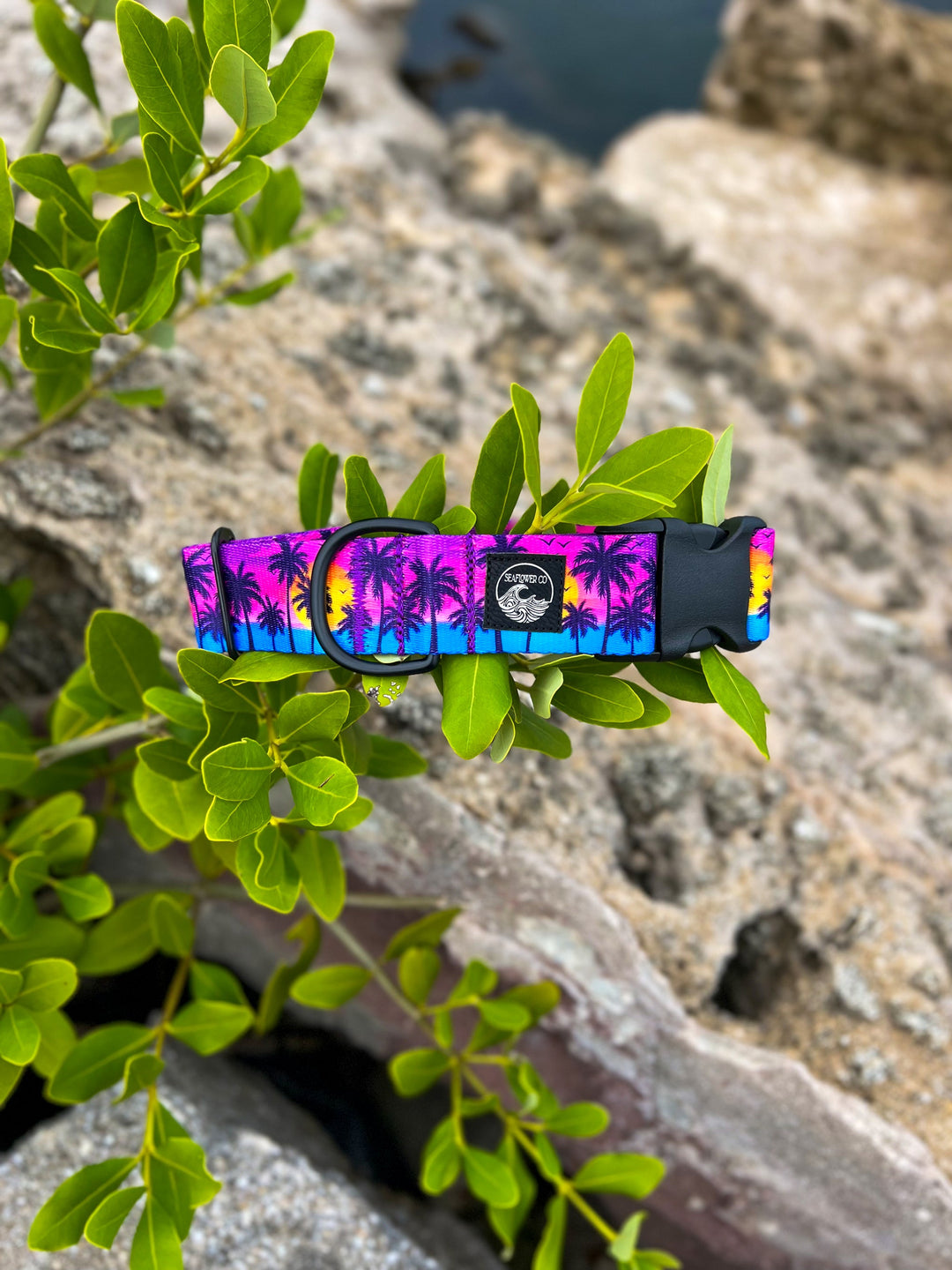 Sunset Beach Dog Collar | SeaFlower Co