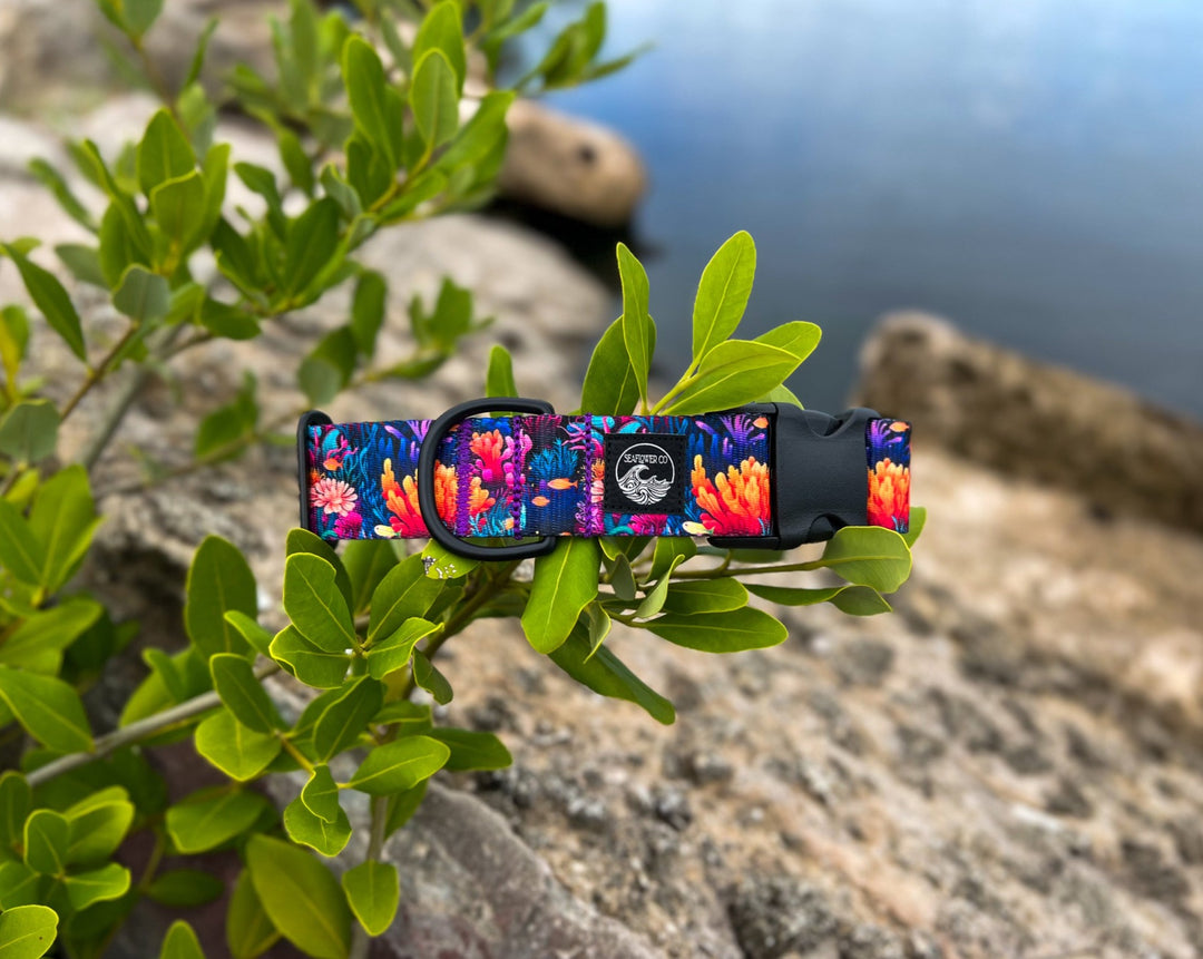Coral Reef Dog Collar | SeaFlower Co