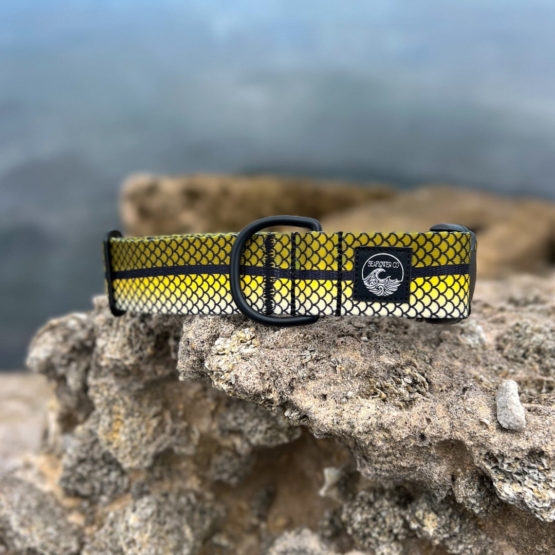 Snook Dog Collar | SeaFlower Co