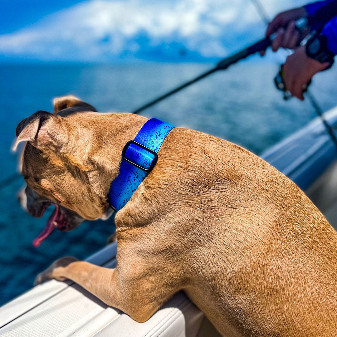 Blue Dorado