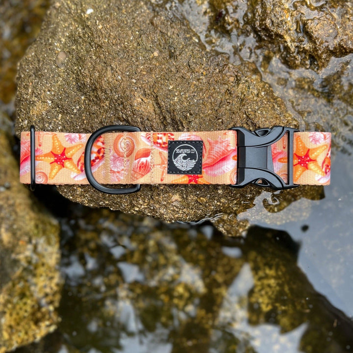 Seashell Dog Collar | SeaFlower Co