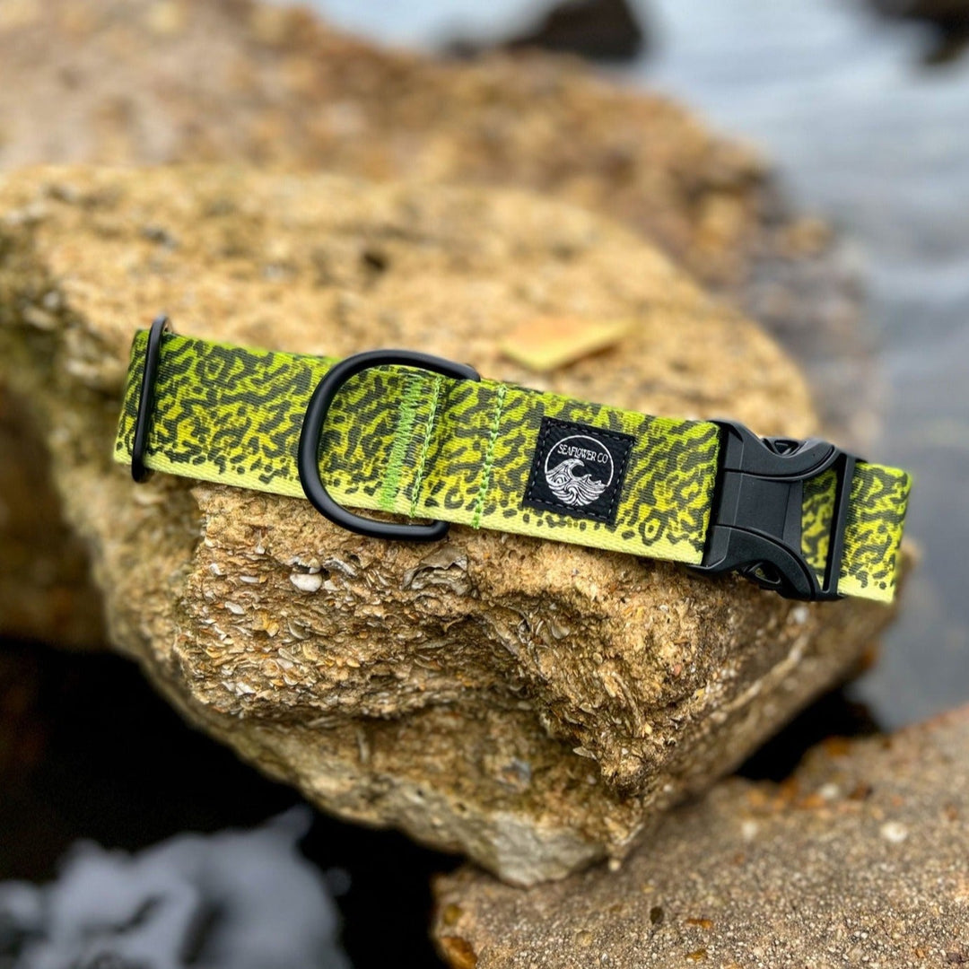 Green Moray Eel Dog Collar | SeaFlower Co