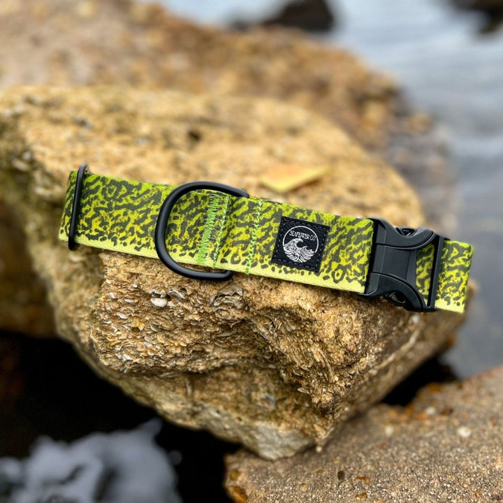 Green Moray Eel Dog Collar | SeaFlower Co