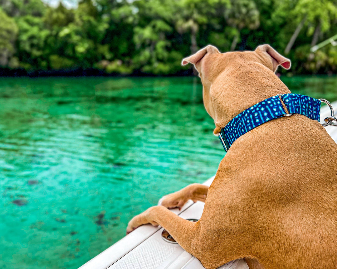 Whale Shark Dog Collar