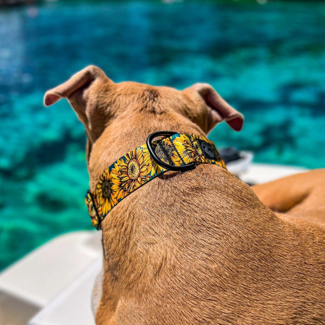 Sunflower Dog Collar