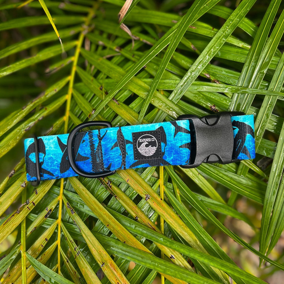 Shark Dog Collar | SeaFlower Co