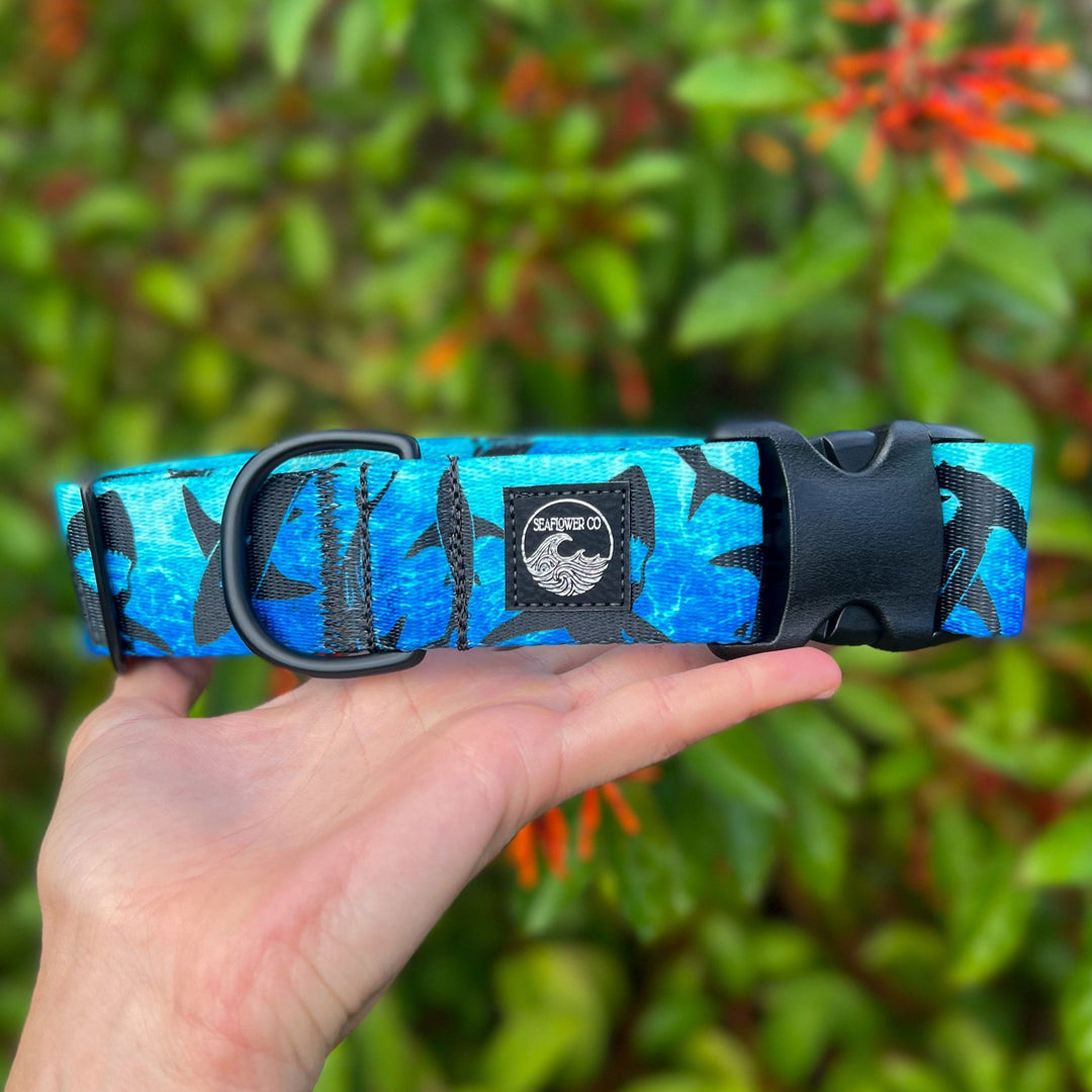 Shark Dog Collar | SeaFlower Co