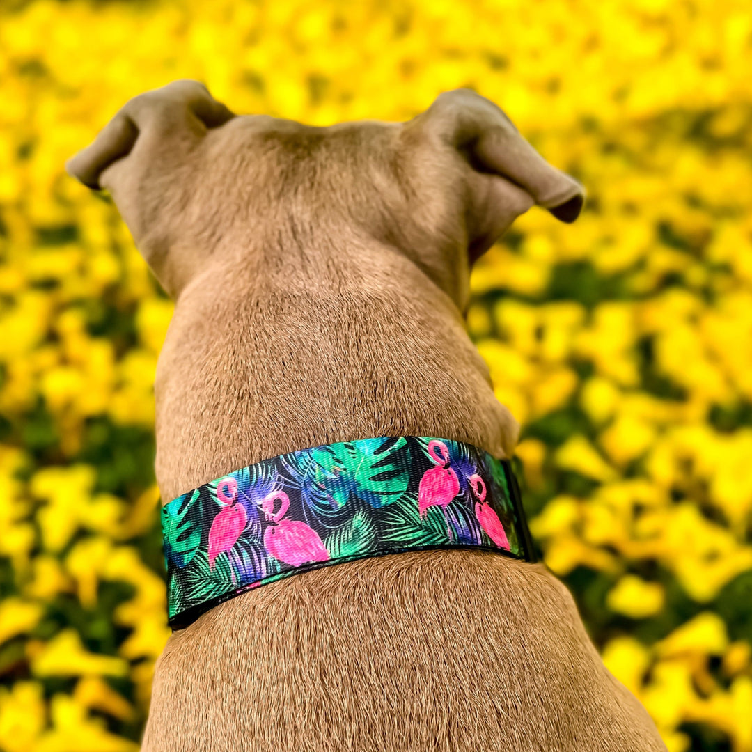 Tropical Flamingo Dog Collar