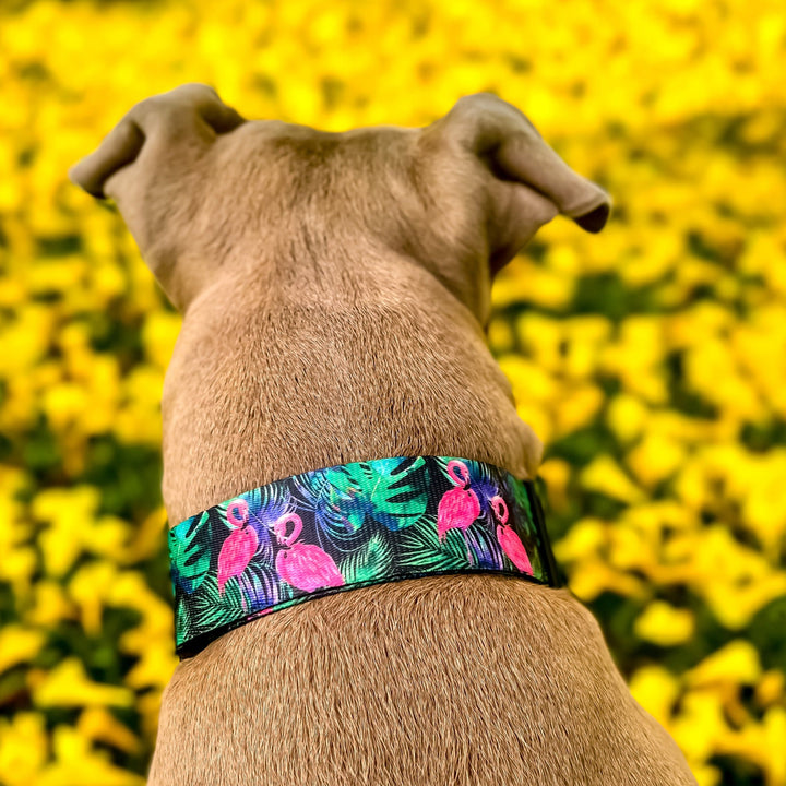 Tropical Flamingo Dog Collar