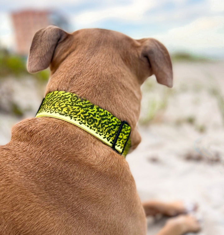 Green Moray Eel Dog Collar | SeaFlower Co
