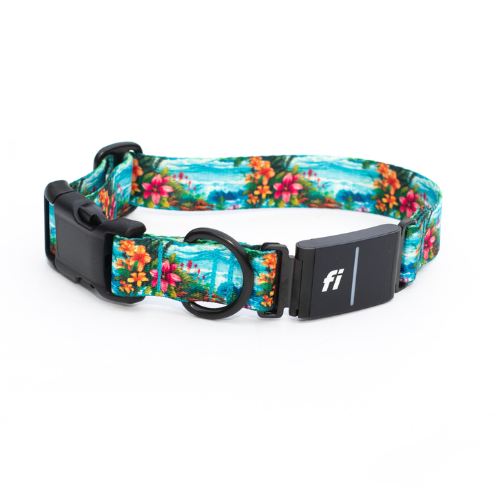 Fi Compatible Series 3/3+ Collars