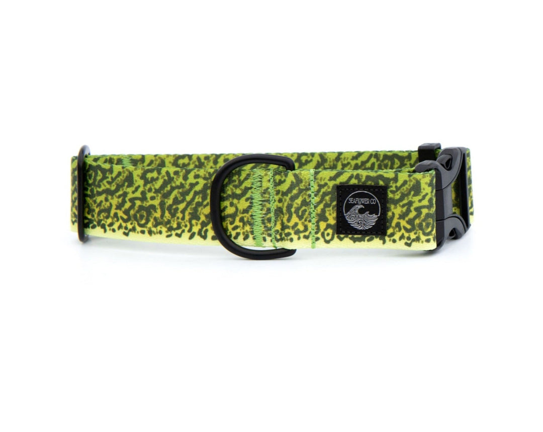 Green Moray Eel Dog Collar | SeaFlower Co