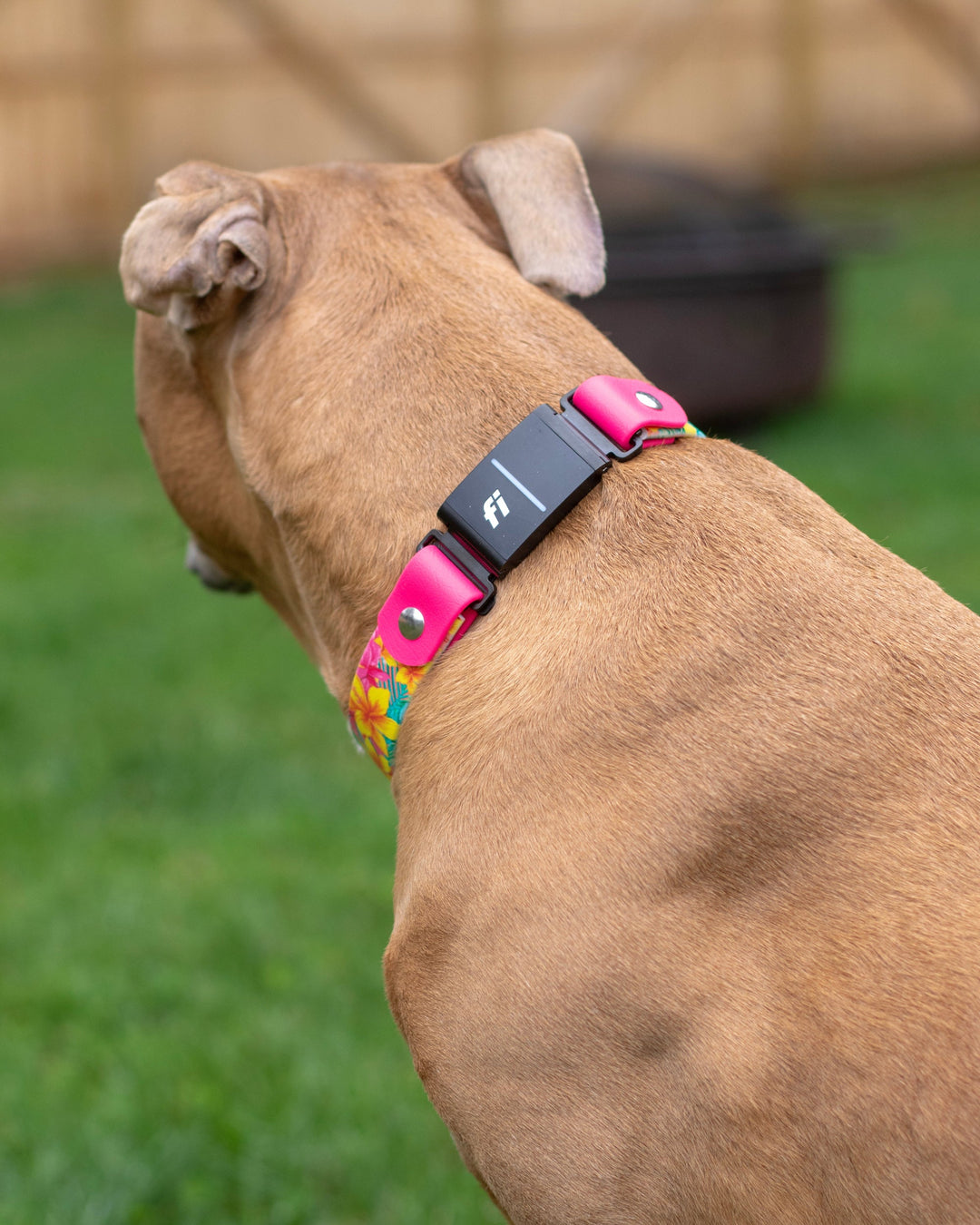 Fi Series 3 Compatible Patterned BioThane® Collar (Inline Fi Style)