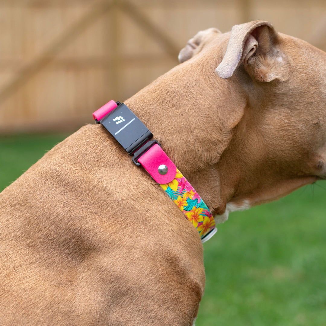 Fi Series 3 F Compatible Floral BioThane Collar | SeaFlower Co