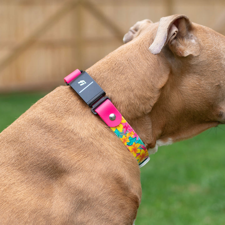 Fi Series 3 F Compatible Floral BioThane Collar | SeaFlower Co