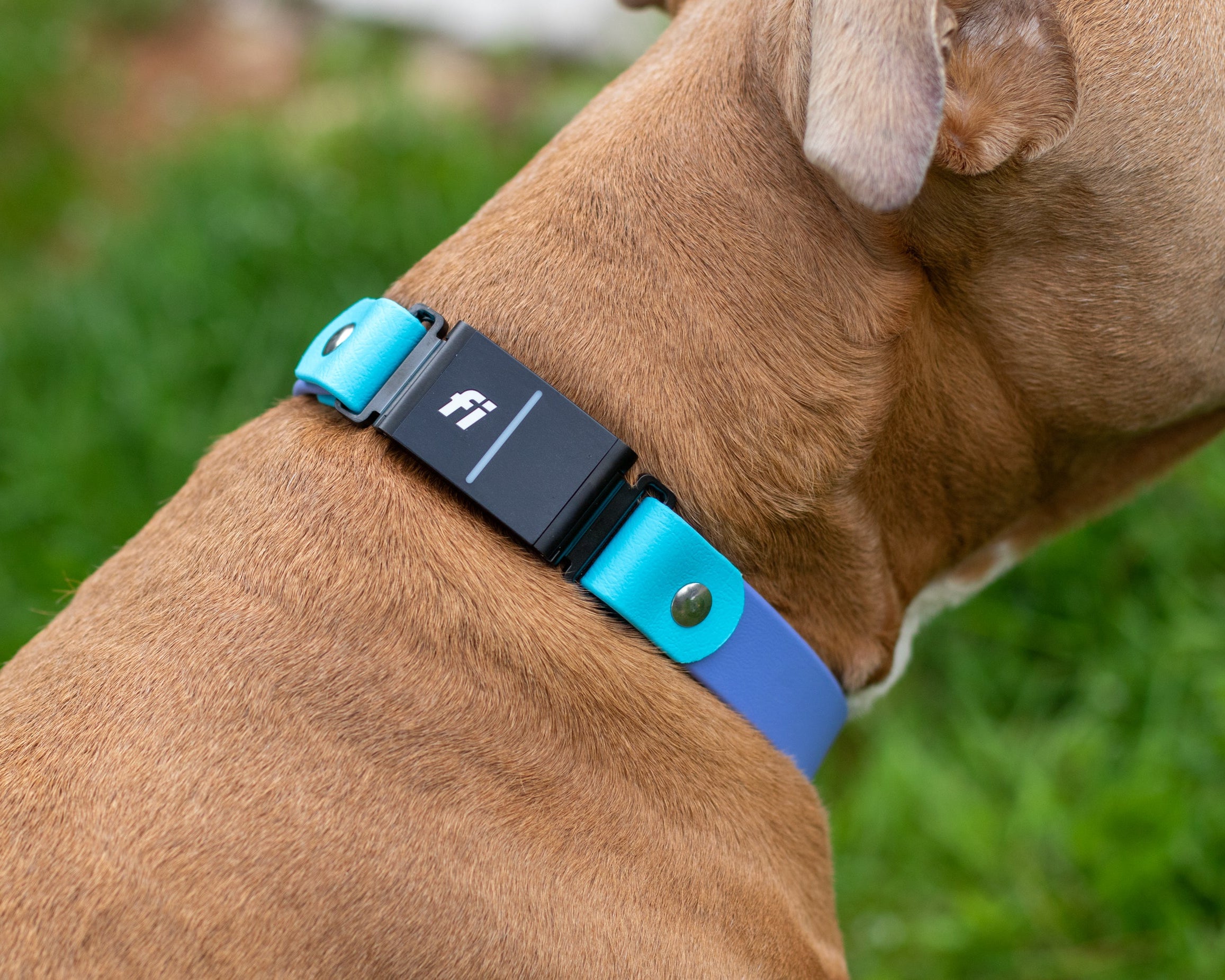 ●LOTONE & J-DOG Amazon.com : Lupine Small Dog Collar 3/4