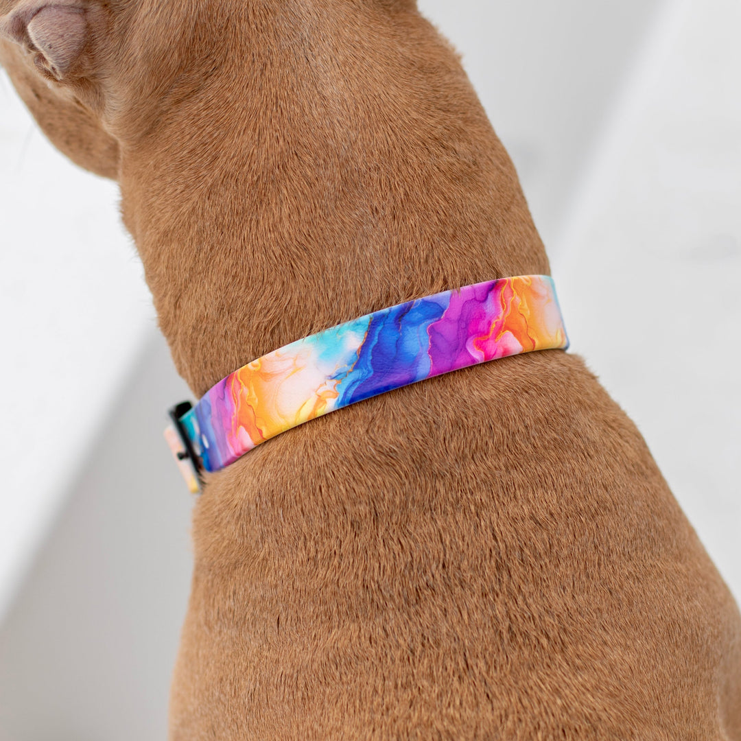 Vibrant Rainbow UV Printed BioThane® Collar | Waterproof Dog Gear | SeaFlower Co